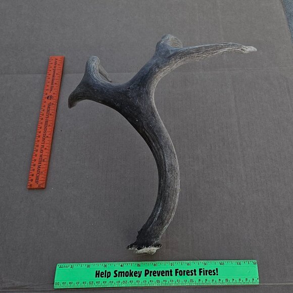 Genuine Mule Deer Shed Antler - Picture 2 of 14